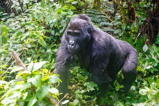Gorilla Trekking in Uganda - A Complete Guide - Finding the Universe