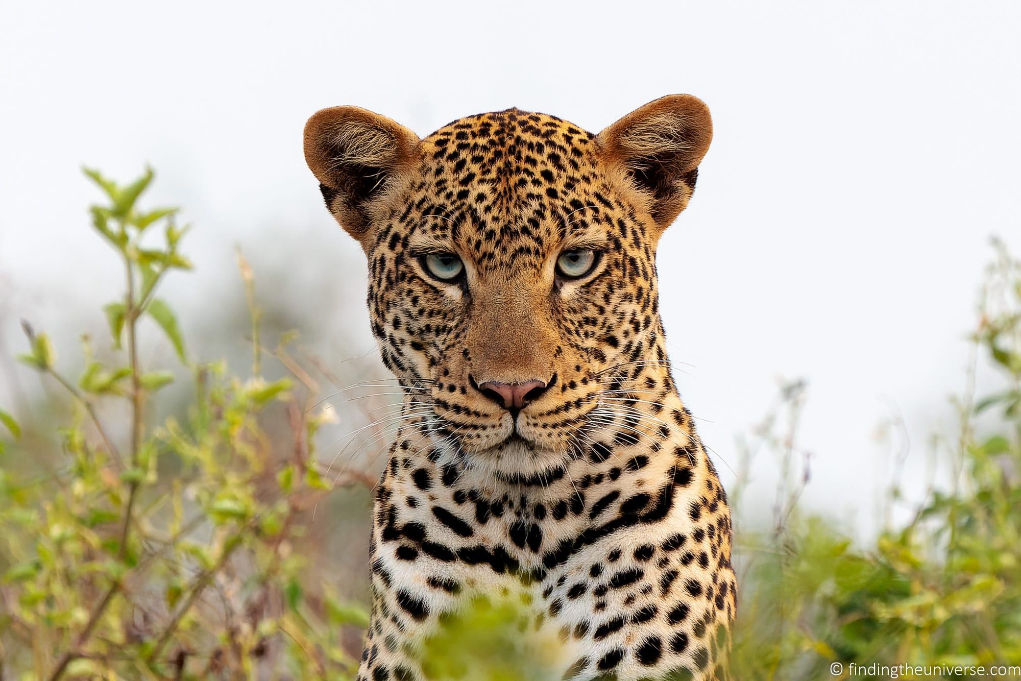Safari Photography Tips – How to Get Great Photos on Safari