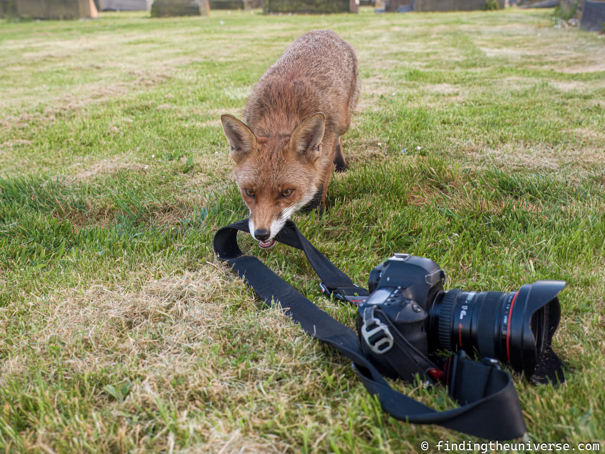 Fox stealing camera by_