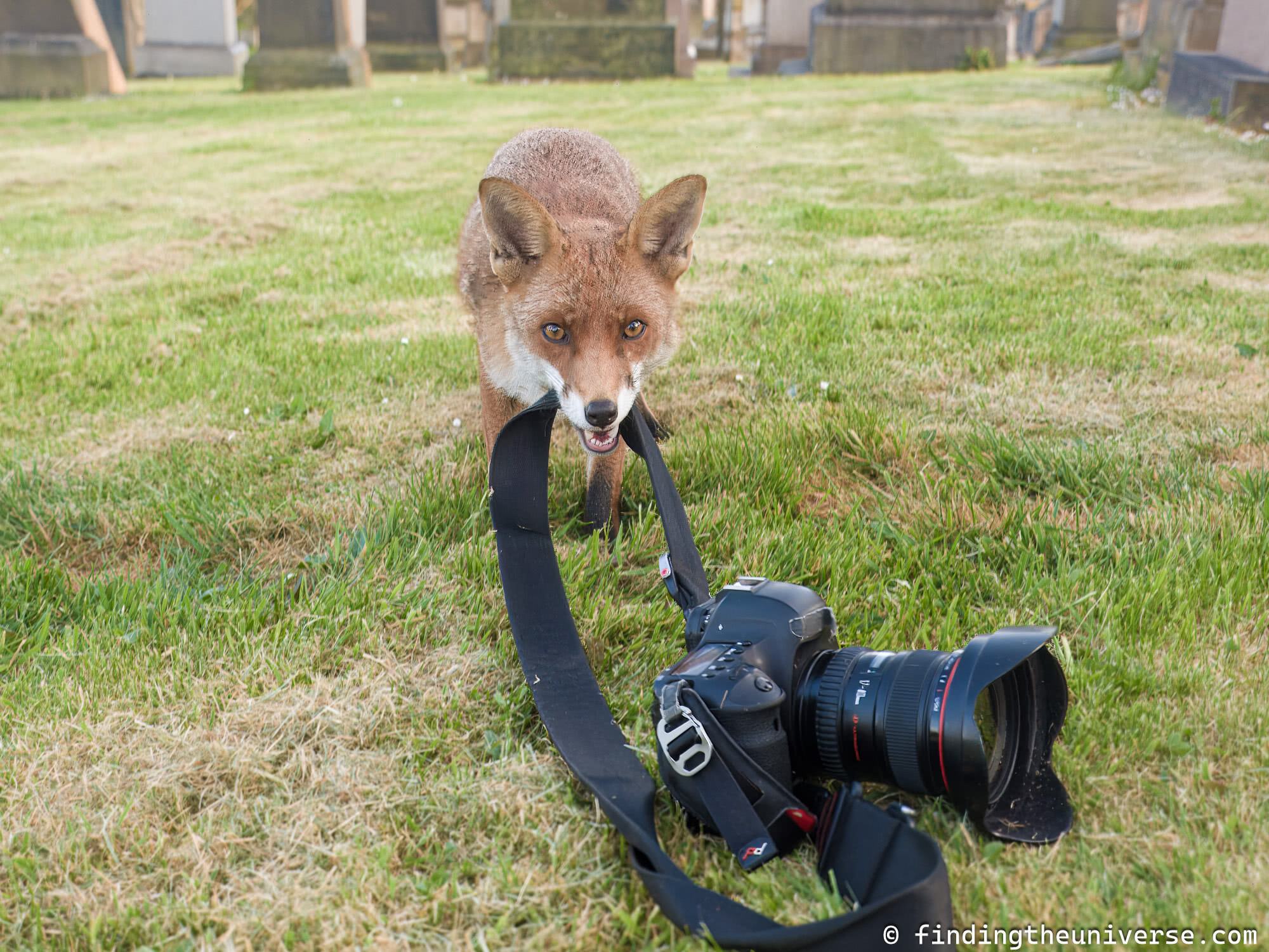 Fox with Peak Design camera strap by_